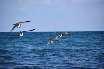 海上で旋回するコクガン