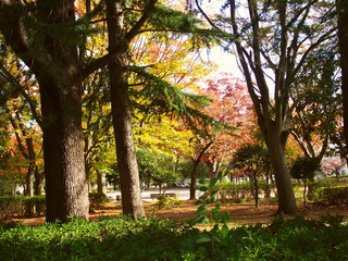 黄葉の秋の朝の公園風景