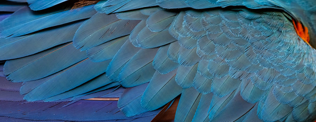 Obraz premium Close up of beautiful bird feathers of Red and Green Macaw, exotic natural textured background in different blue colors, Lagoa das Araras, Mato Grosso, Brazil