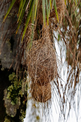 Artfully woven nest of a Red-rumped cacique in a palm tree, Iguazu Falls, Argentina