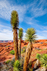Joshua Trees in an area of sandstone with clouds in the sky near Las Vegas