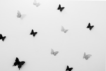 grayscale photograph of butterflies on white background