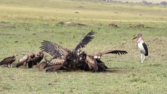 Vultures eating at carcass in Kenya, Africa, Masai Mara