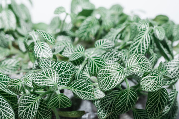 close photograph of green plant leaves