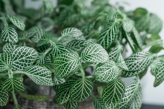 close photograph of green plant leaves