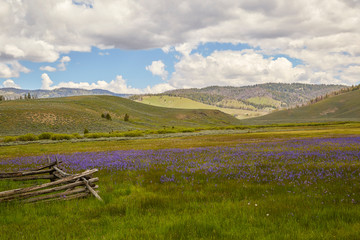 Fototapeta na wymiar Purple flower field in the foothills of the Rocky Mts near Stanley Idaho