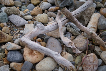 Dry driftwood on the river