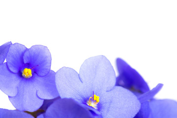 Violets (Saintpaulia) flowers in blue on a white background. The concept of home gardening. Close-up.