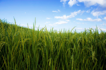 Fototapeta na wymiar Rice field with beautiful at sky.
