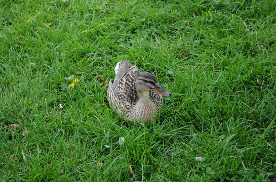 Gray Duck Sits In Green Grass