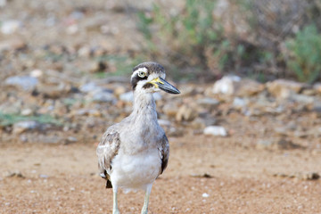 Closed up adult Great stone-curlew or great thick-knee (Esacus recurvirostris), angle view, front shot, in the morning foraging on the coastline in Laem Phak Bia, lower centre of Thailand.