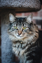 Obraz premium Portrait of cat on cat tree