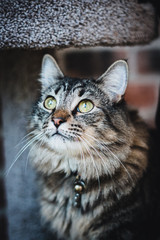 Portrait of cat on cat tree