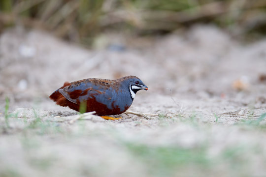 Closed up adult male King quail (Excalfactoria chinensis), or blue-breasted quail, angle view, front shot, in the morning foraging on the grounds in edge of sugarcane field in Suphan Buri, Thailand.