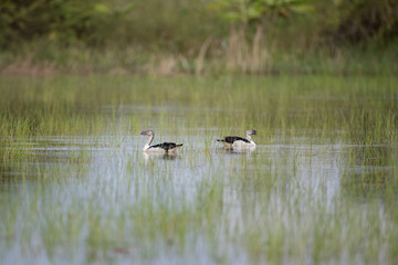 A flock of Knob-billed duck (Sarkidiornis melanotos) or African comb duck, angle view, front shot, in the morning foraging on the marsh under the sunlight at the large swamp in southern of Thailand.