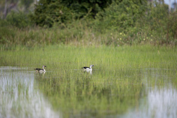 A flock of Knob-billed duck (Sarkidiornis melanotos) or African comb duck, angle view, front shot, in the morning foraging on the marsh under the sunlight at the large swamp in southern of Thailand.