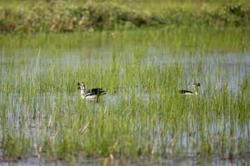 A flock of Knob-billed duck (Sarkidiornis melanotos) or African comb duck, angle view, front shot, in the morning foraging on the marsh under the sunlight at the large swamp in southern of Thailand.