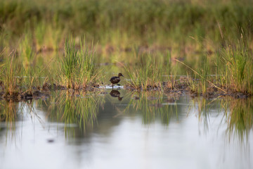 Adult Lesser whistling duck (Dendrocygna javanica), also known as Indian whistling duck, angle view, rear shot, in the morning foraging in the large swamp under the clear sky in south of Thailand.