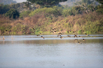 A flock of Lesser whistling duck (Dendrocygna javanica), also known as Indian whistling duck, angle view, in the morning flying over the large swamp under the clear sky in southern of Thailand.