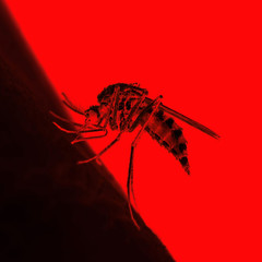 Mosquito Danger Concept - Encephalitis, Yellow Fever, Malaria Disease, Mayaro or Zika Virus Infected Parasite Insect on Red Background
