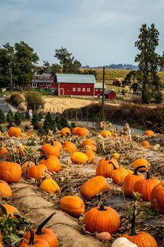 Pumpkin Patch