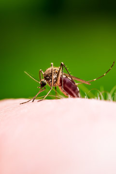 Dangerous Malaria Infected Culex Mosquito Bite, Leishmaniasis, Encephalitis, Yellow Fever, Dengue, Mayaro Disease, Zika, EEEV or EEE Virus Infectious Parasite Insect on Green Background