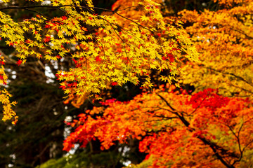 秋田県角館　武家屋敷の紅葉　秋　風景