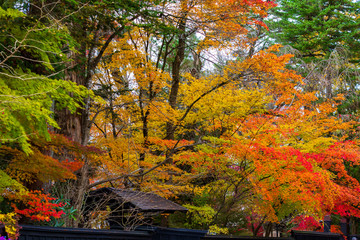 秋田県角館　武家屋敷の紅葉　秋　風景