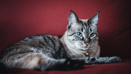 Portrait of cute siamese cat on red chair