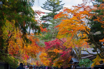 Obraz premium 秋田県角館 武家屋敷の紅葉 秋 風景