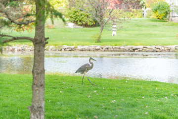 Great Blue Heron walking by the riverside landscape