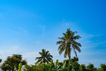 Fototapeta na wymiar coconut tree with blue sky background
