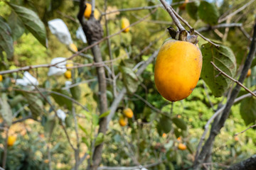 persimmons on the tree