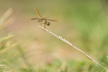 dragonfly in close up