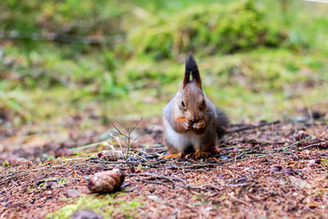 Cute squirrel with protruding ears nibbles raw seeds in the coniferous forest