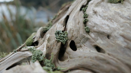 close up of drift wood