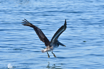 Fototapeta premium Brown Pelican