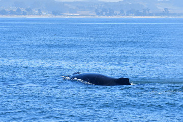 Fototapeta premium A giant Humpback