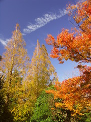 秋の公園のメタセコイアと欅と青空