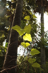 green leaves and sun shine
