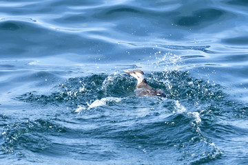 A Murre Escaping  from the path of the  Boat