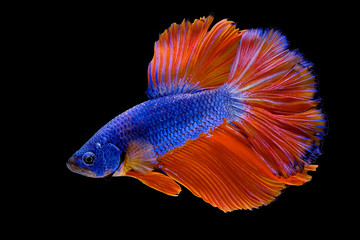 Fototapeta premium Blue with orange tail Betta Siamese fighting fish, betta splendens (Halfmoon betta, Pla-kad (biting fish) isolated on black background. File contains a clipping path.