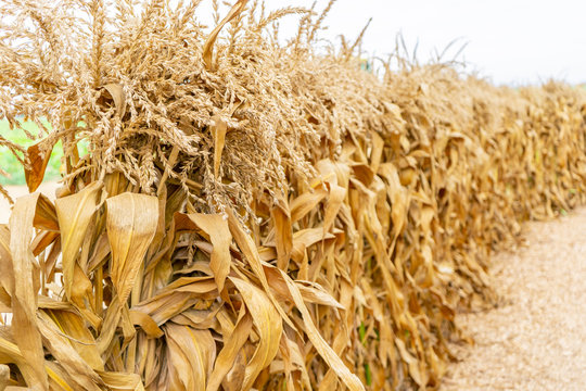 Wheat or corn stalks forming a decorative fence or barrier at a pumpkin patch in a farm field, depicting thanksgiving, autumn or halloween season in the fall.