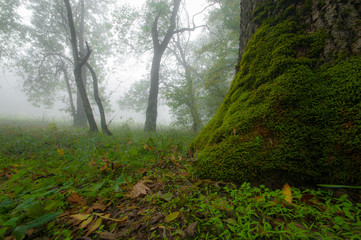 Autumn scenery in the forest, with mist and eerie light