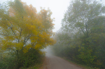 Autumn scenery in the forest, with mist and eerie light