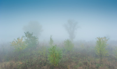 Obraz na płótnie Canvas Eerie autumn mist in the forest, on a cold November day