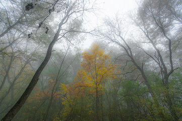 Eerie autumn mist in the forest, on a cold November day