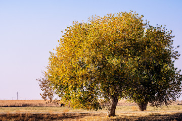Fremont's cottonwood (Populus fremontii) tree with gold and orange fall foliage growing; Merced County, Central California
