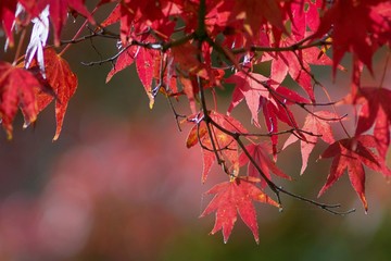 Fototapeta premium Autumn color