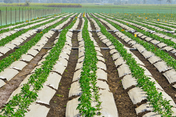 Fototapeta na wymiar Chilli crops with mulching paper and drip irrigation system
